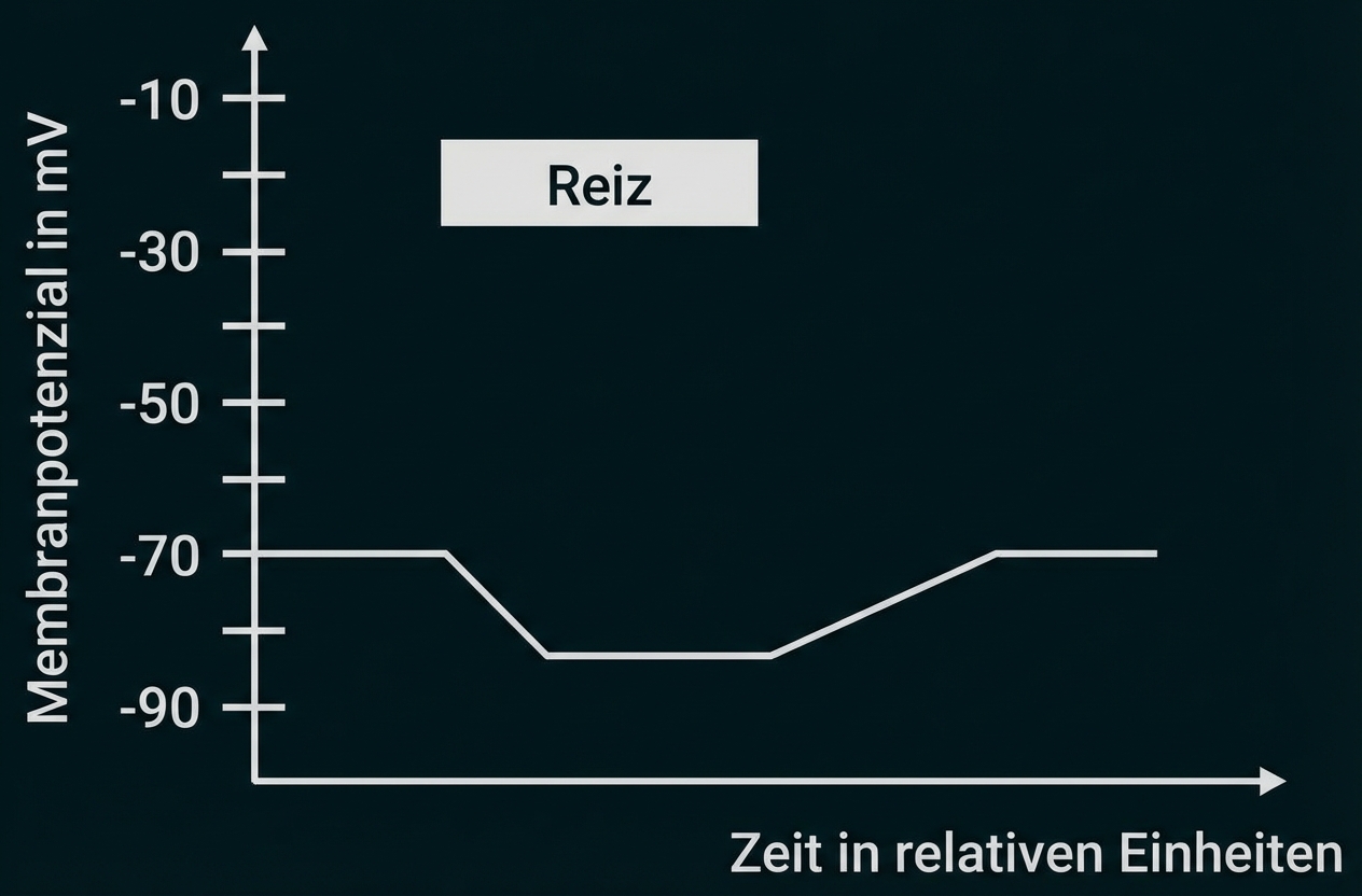 Grafik: Membranpotenzial über Zeit; bei Reiz kurz von −70 mV auf ca. −85 mV abgesunken, dann Rückkehr.